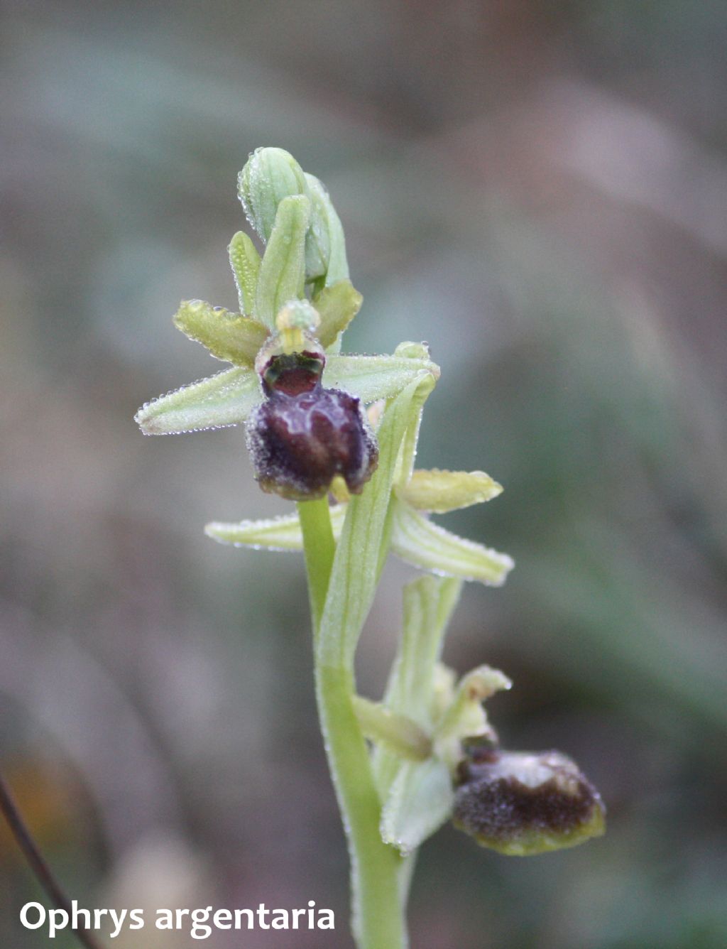 Ophrys minipassionis nell''Appennino Tosco-Emiliano